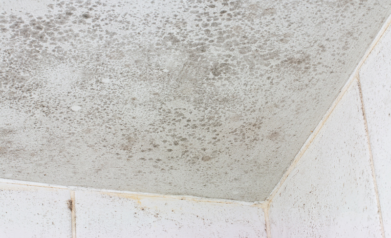 Mold and Mildew in Your Kansas City Bath? Cleaning Tips & More