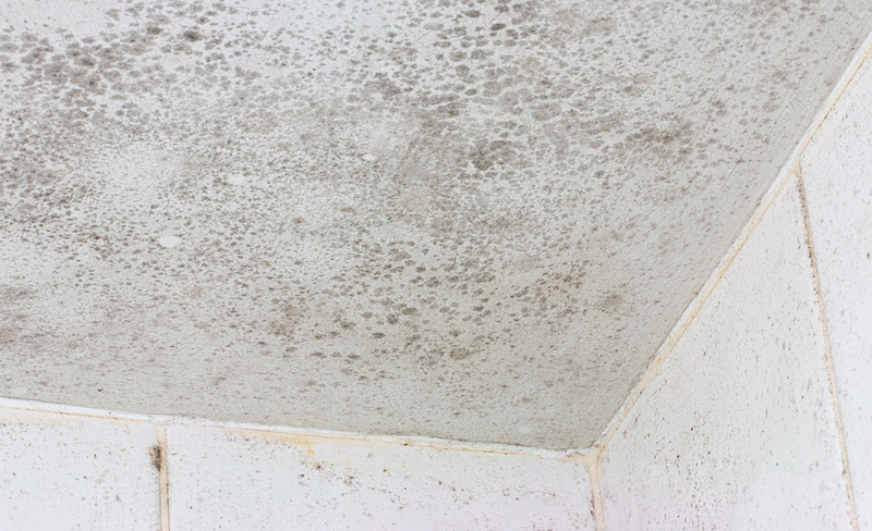 Mold and Mildew in Your Kansas City Bath? Cleaning Tips & More