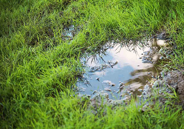 4 Potential Causes of a Soggy Spot in Your Yard